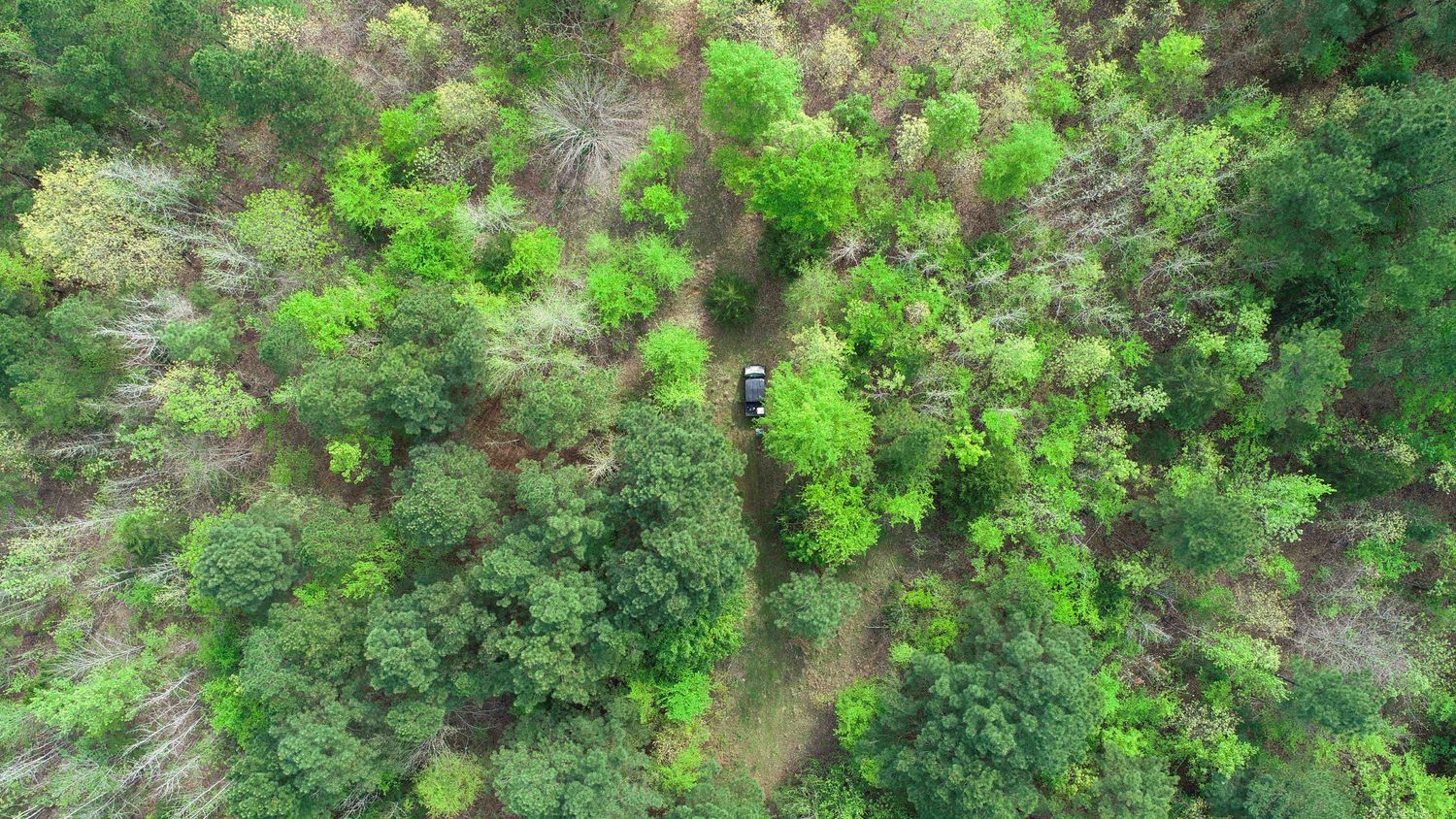 Farris 115 Timber: 00 CR 2215, Daingerfield, TX 75638